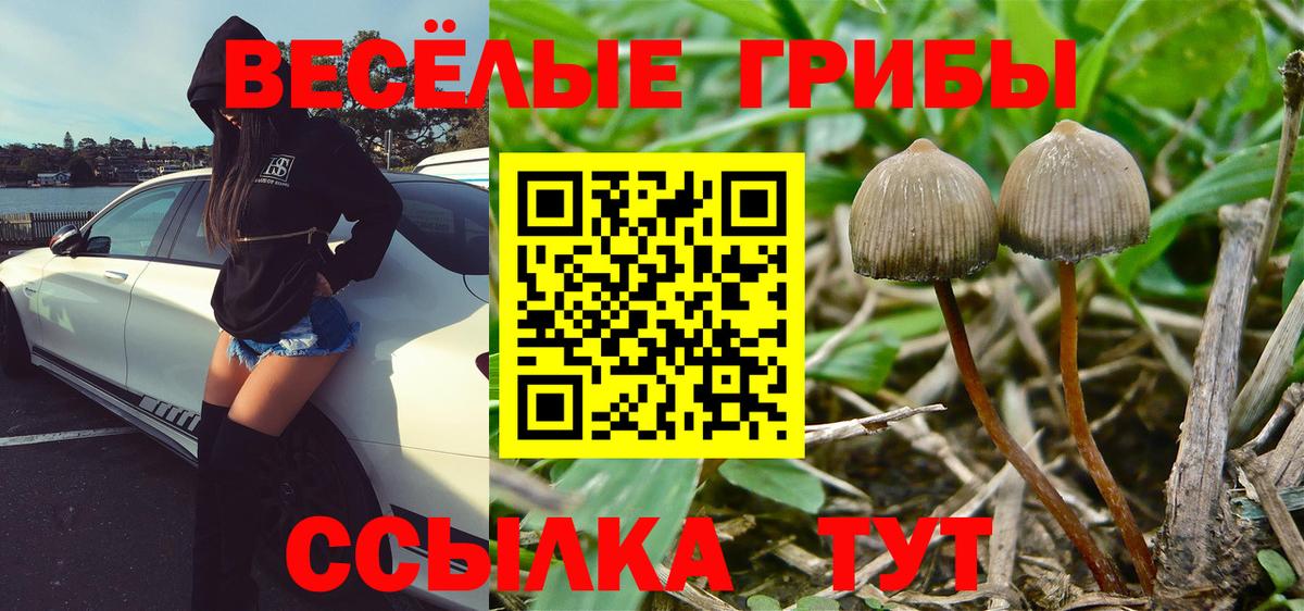 Галлюциногенные грибы Psilocybe Острогожск
